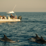 dolphins_2