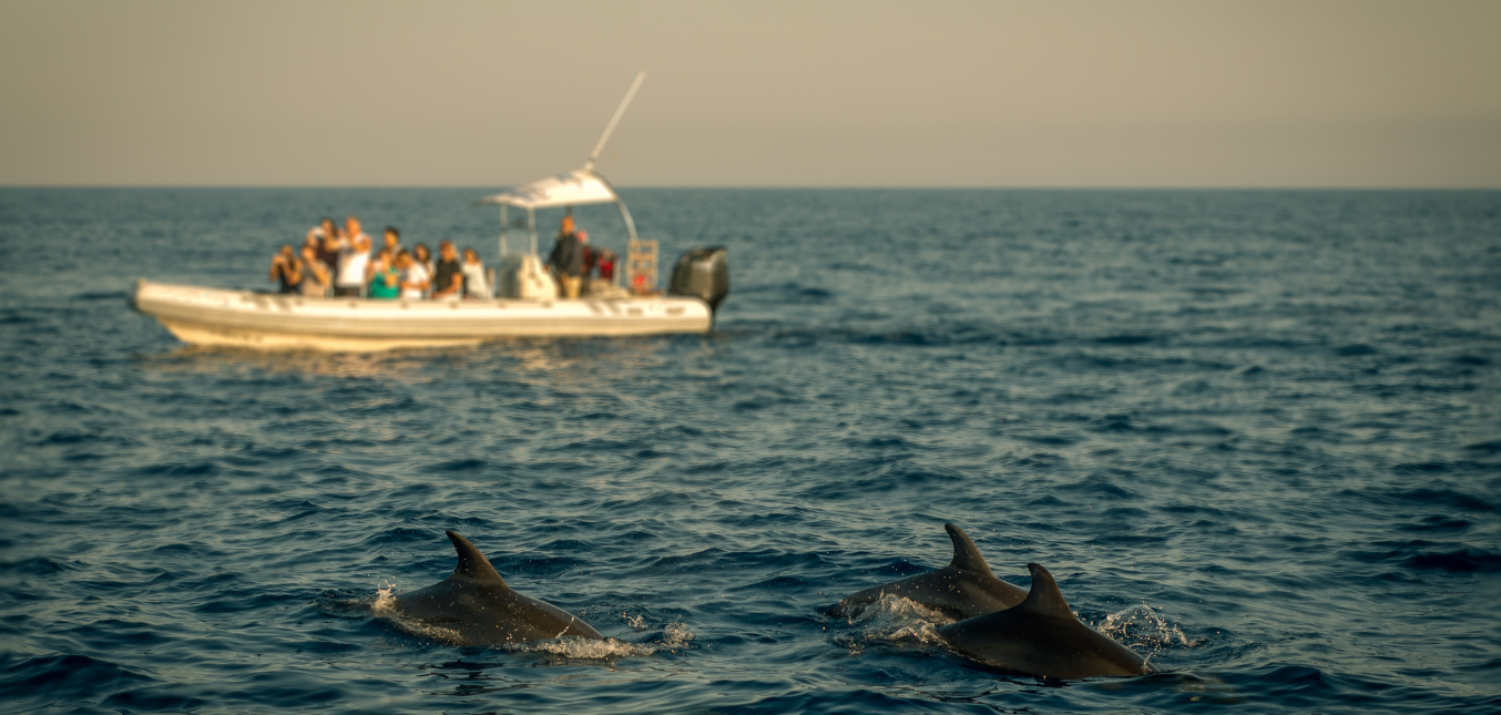 dolphins_2