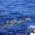 dolphins_3