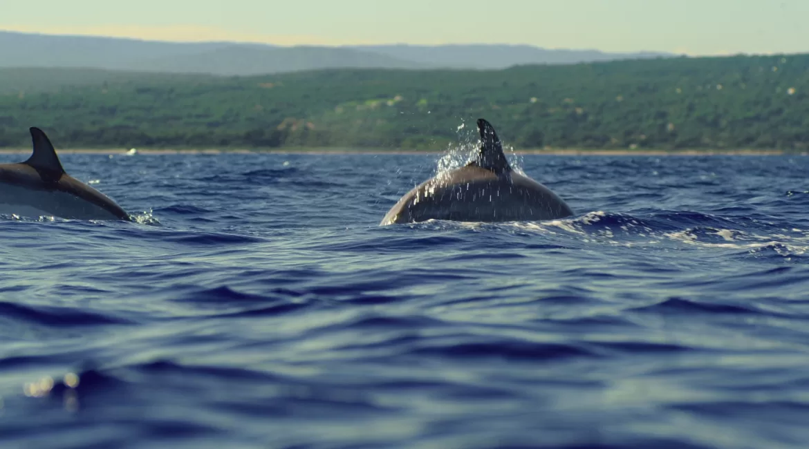 Dolphins swimming and breaking the surface in the blue Ionian sea off the Taormina coast