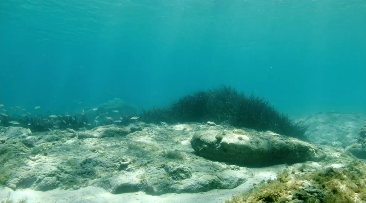 Marine life off the Taormina coast: fish over rocks and seagrass in clear water